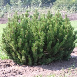 μεγάλο Pinus