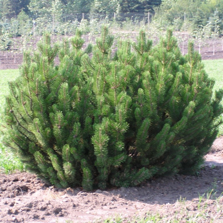 Mugo Pine Seeds Bonsai Hardy - 175.934363