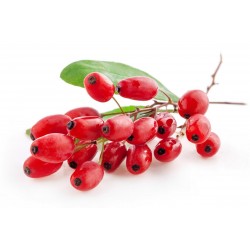 European barberry - simply Barberry Seeds 1.95 - 1
