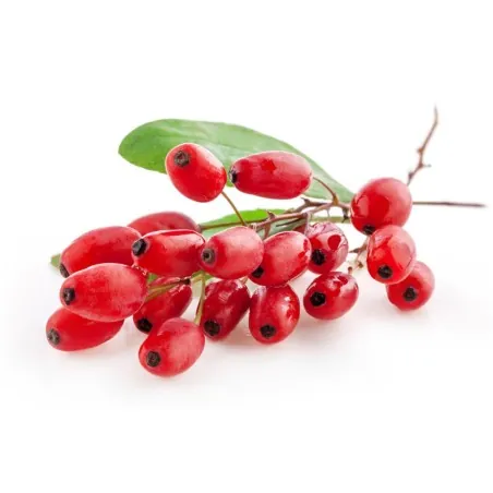 Sementes de Berbéris, Bérberis, Uva Espim