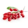 Sementes de Berbéris, Bérberis, Uva Espim