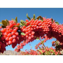 European barberry - simply Barberry Seeds 1.95 - 3