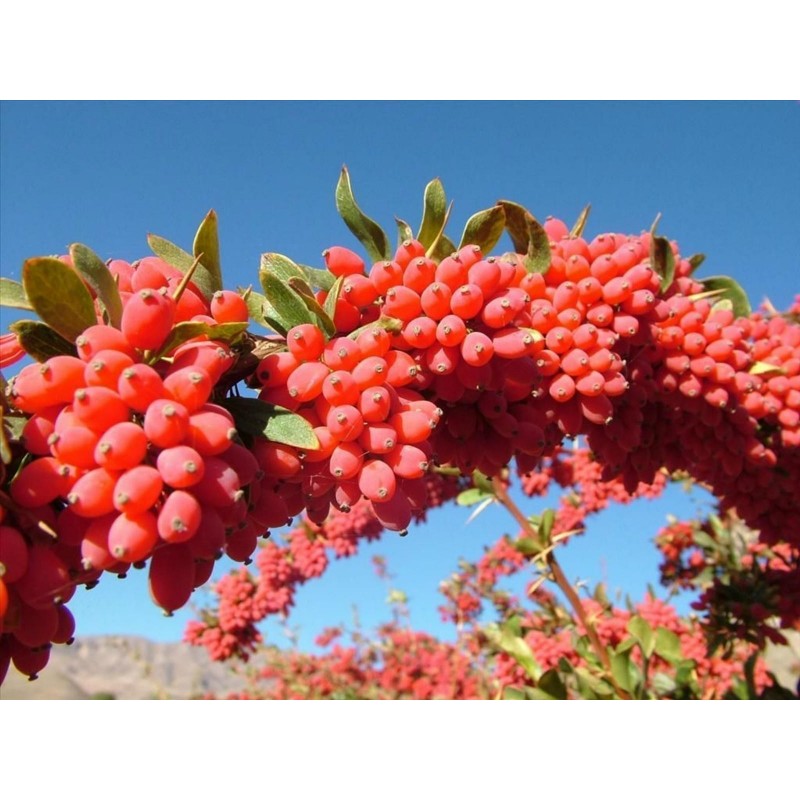 Graines de Vinettier ou l'Épine-vinette (Berberis vulgaris) | 1,95 €