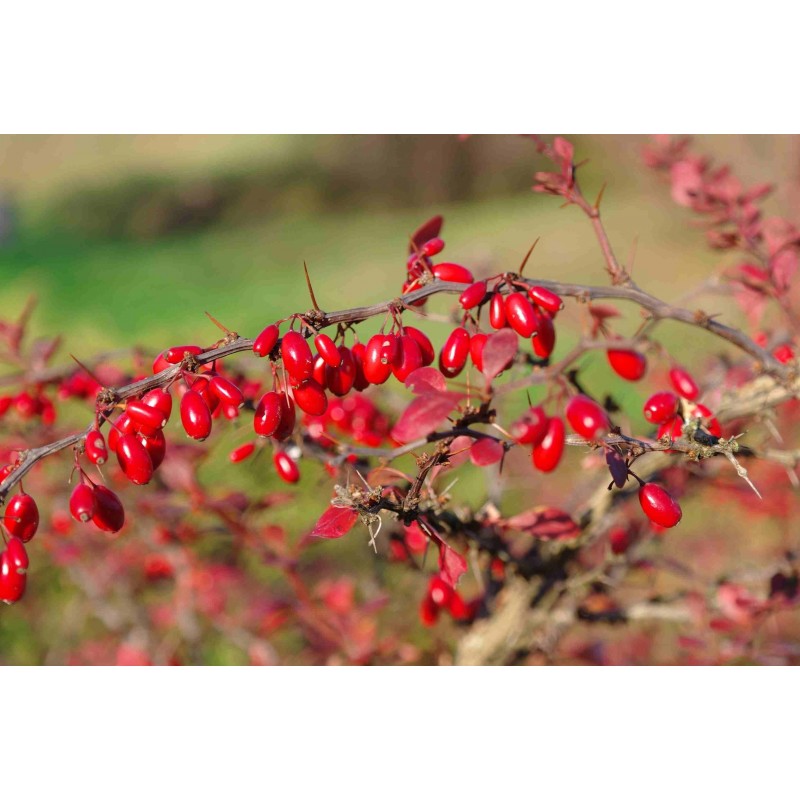 Berberis Frön medicinalväxt (Berberis vulgaris) | 1,95 €
