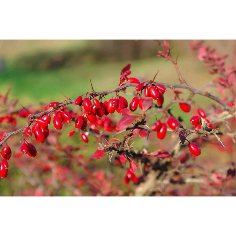 Sementes de Berbéris, Bérberis, Uva Espim