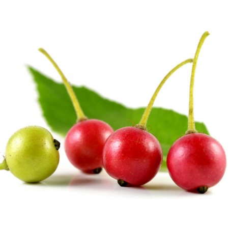 Price: €1.95 - Jamajska Tresnja Seme (Muntingia calabura) -