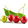 Price: €1.95 - Graines de Jamaican Cherry (Muntingia calabura) - 