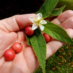 Σπόροι Τζαμαϊκανός κεράσι (Muntingia calabura) 1.95 - 1