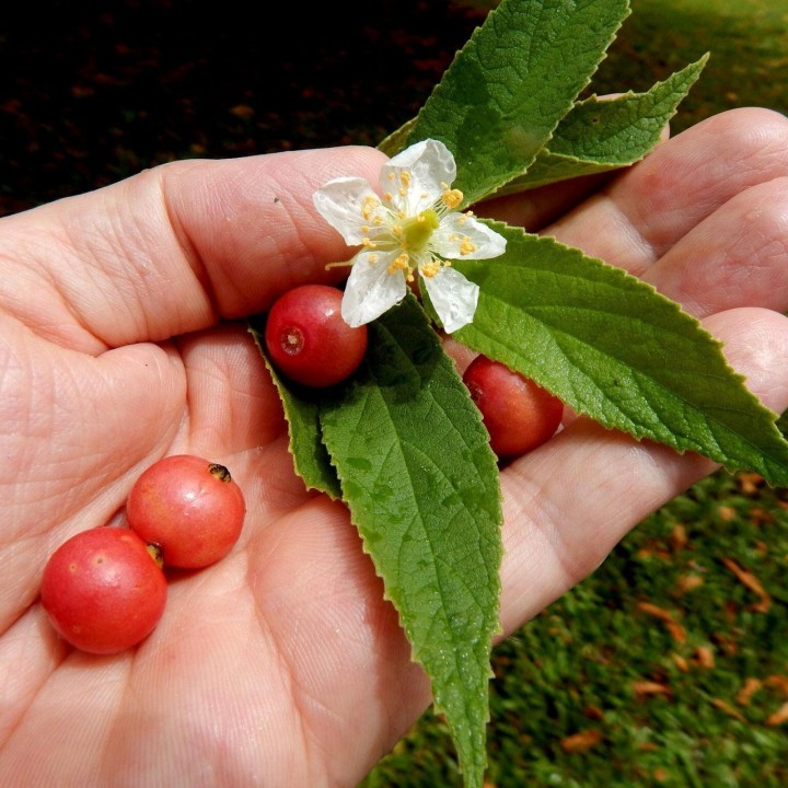 Jamaican cherry, Panama berry Seeds - 1.95