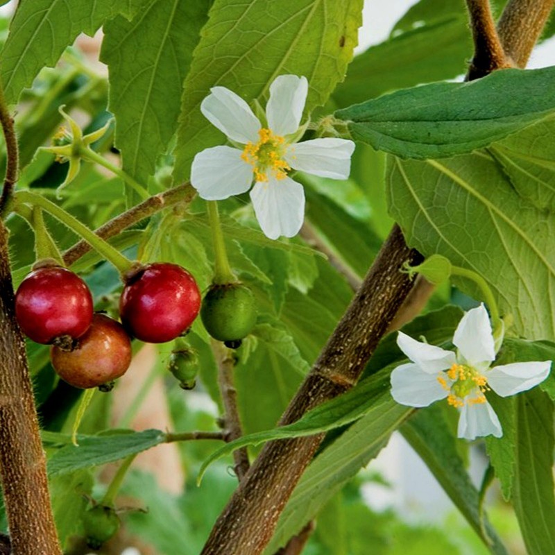 Price: €1.95 - Σπόροι Τζαμαϊκανός κεράσι (Muntingia calabura) - 