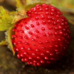 Mock strawberry Seeds 2.35 - 5