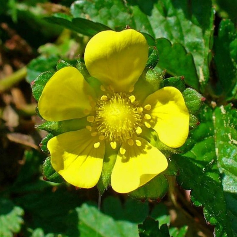 Σπόροι ινδική φράουλα (Duchesnea indica) | 1,75 €