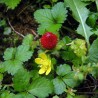 INDIJSKA JAGODA Seme (Potentilla indica) | 1,75 €