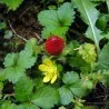 Indische Scheinerdbeere Samen