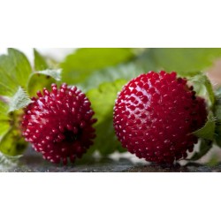 Mock strawberry Seeds 2.35 - 3