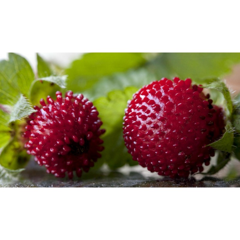 Semillas de falsa fresa o fresa india | 1,75 €