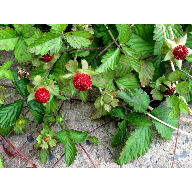 INDIJSKA JAGODA Seme (Potentilla indica) | 1,75 €
