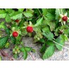 INDIJSKA JAGODA Seme (Potentilla indica) | 1,75 €