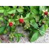 Indische Scheinerdbeere Samen