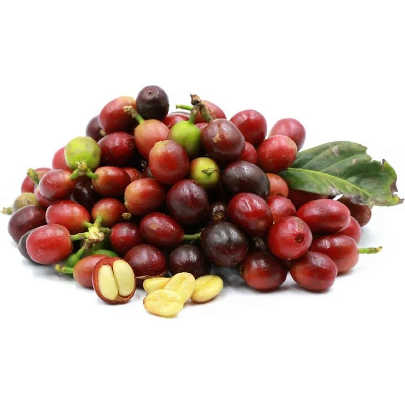 Semillas de cafeto arábigo (Coffea arabica)