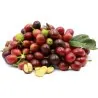 Semillas de cafeto arábigo (Coffea arabica)