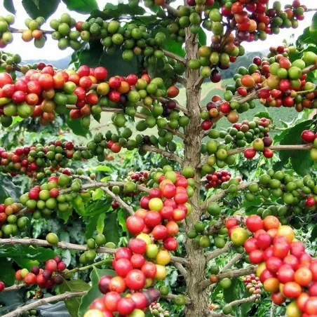 Semillas de cafeto arábigo (Coffea arabica)