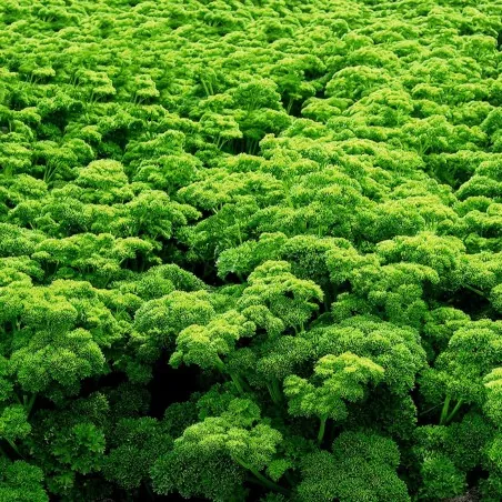 Graines de persil Mooskrause 2