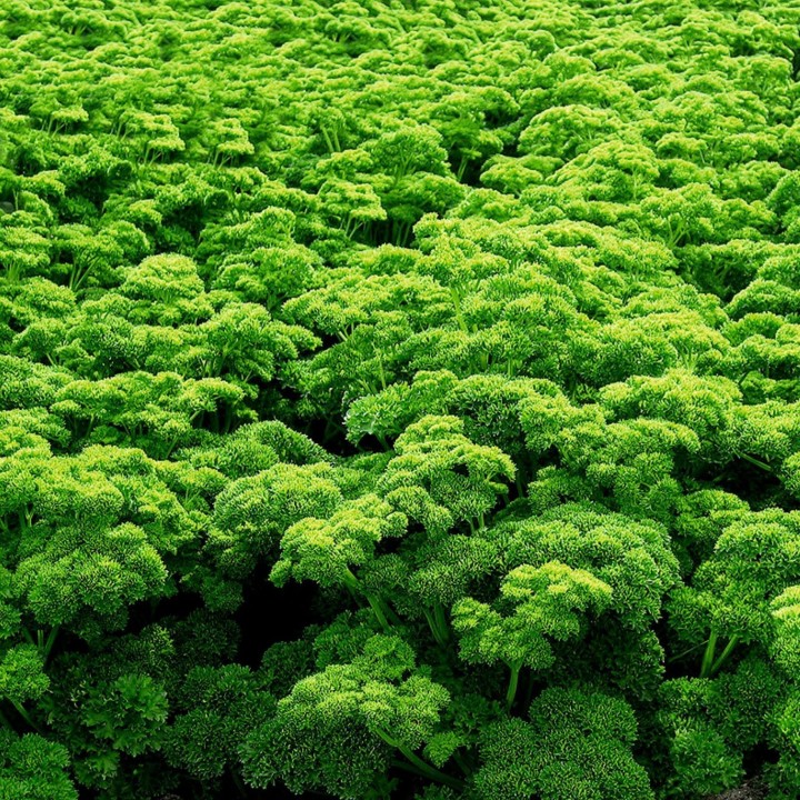 Parsley Seeds Mooskrause 2 - 228.714671