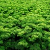 Price: €1.95 - Moskrul Persun Seme Mooskrause 2 - 