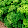 Price: €1.95 - Moskrul Persun Seme Mooskrause 2 - 