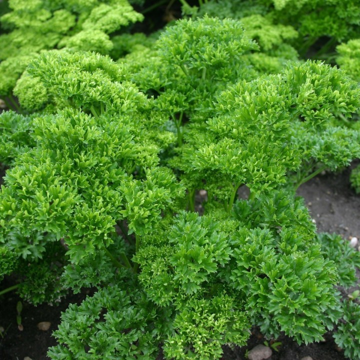 Parsley Seeds Mooskrause 2 - 228.714671
