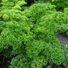 Price: €1.95 - Moskrul Persun Seme Mooskrause 2 - 