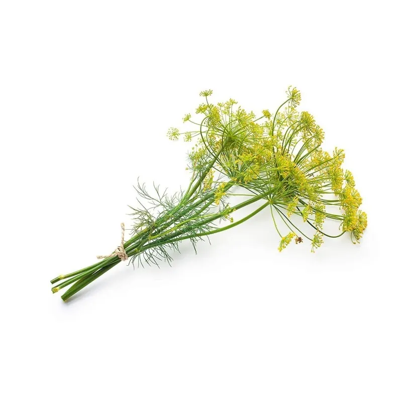 Σπόροι Άνηθος (Anethum Graveolens)