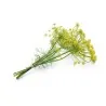 Σπόροι Άνηθος (Anethum Graveolens)