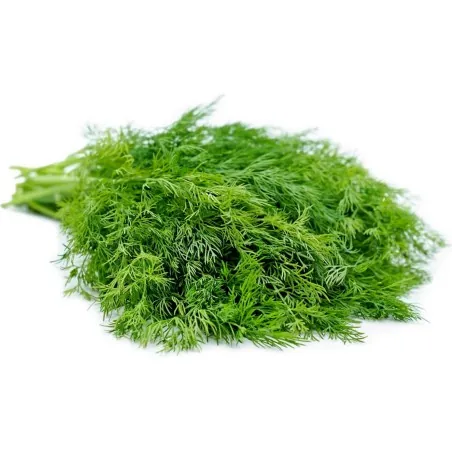 Σπόροι Άνηθος (Anethum Graveolens)