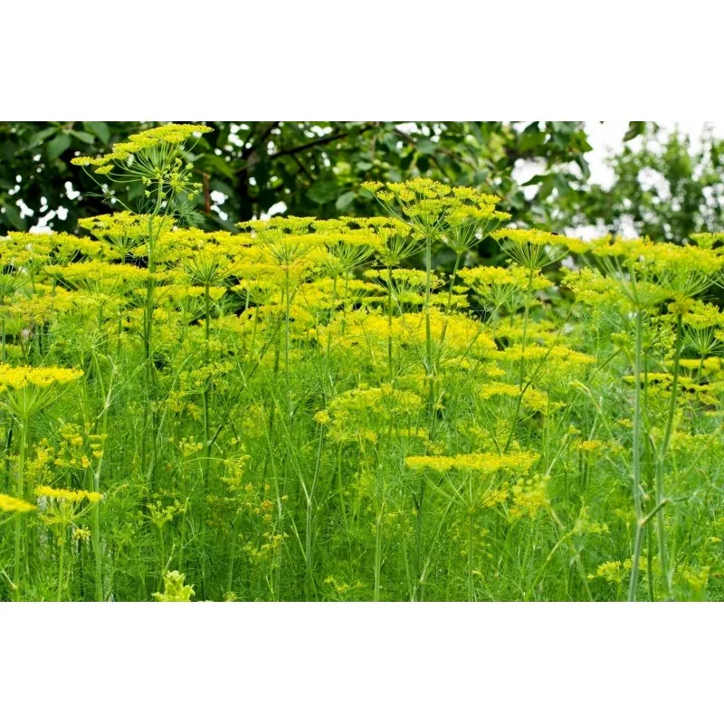 Σπόροι Άνηθος (Anethum Graveolens)