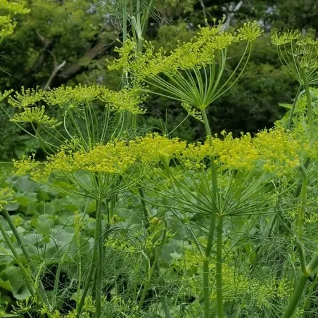 Σπόροι Άνηθος (Anethum Graveolens)