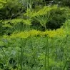 Σπόροι Άνηθος (Anethum Graveolens)