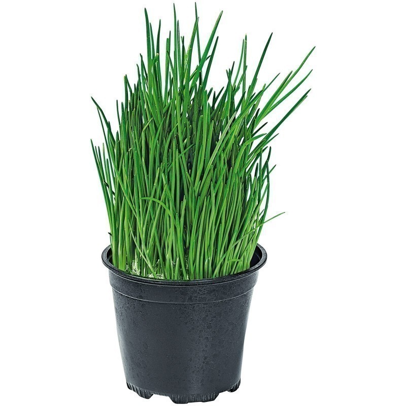 Price: €1.75 - Schnittlauch Samen (Allium Schoenoprasum) - 
