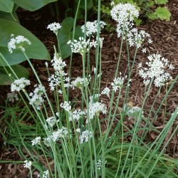 Vlasac Seme - Zacin Nad Zacinima (Allium Schoenoprasum) 2.35 - 3
