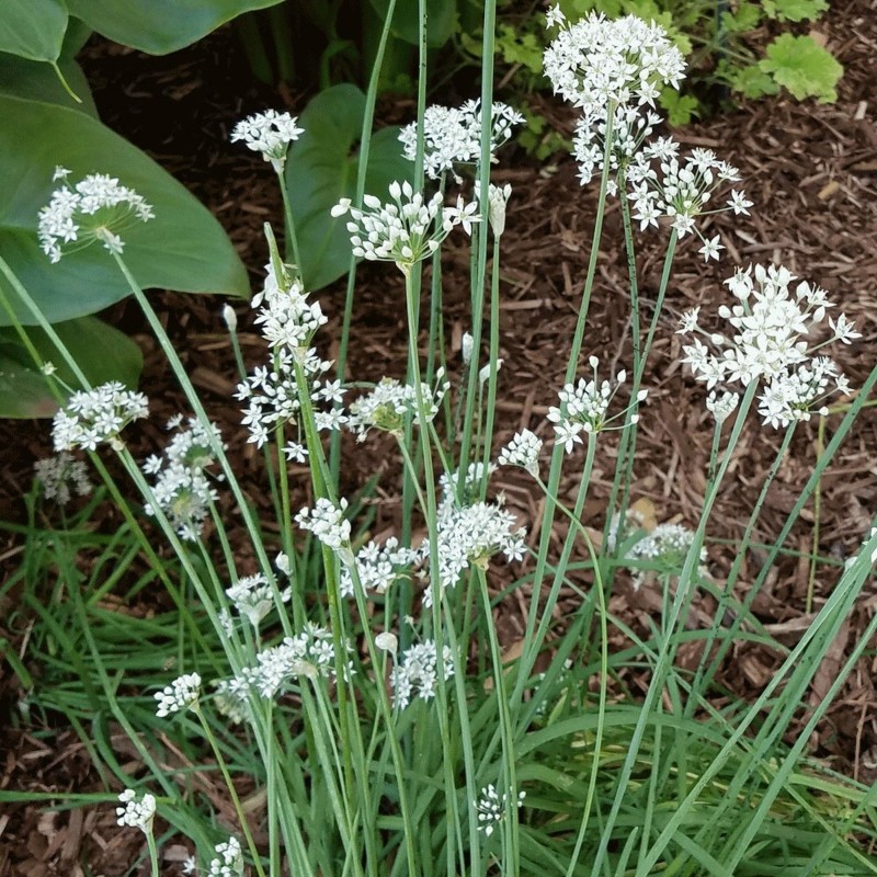 Gräslök Frön (Allium Schoenoprasum)