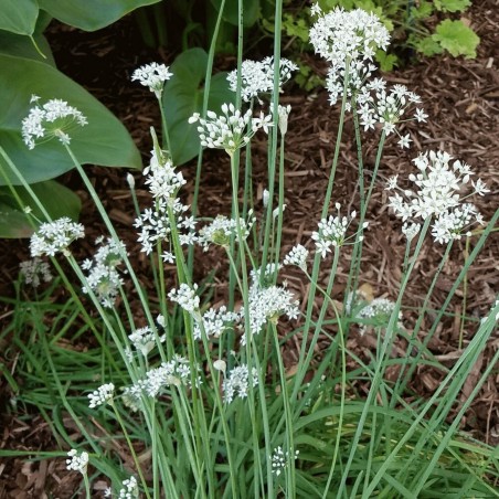 Price: €1.75 - Semi di 'Erba cipollina" (Allium Schoenoprasum) -