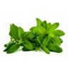 Price: €1.9 - Stevia Samen Heilpflanze (Stevia rebaudiana) - 