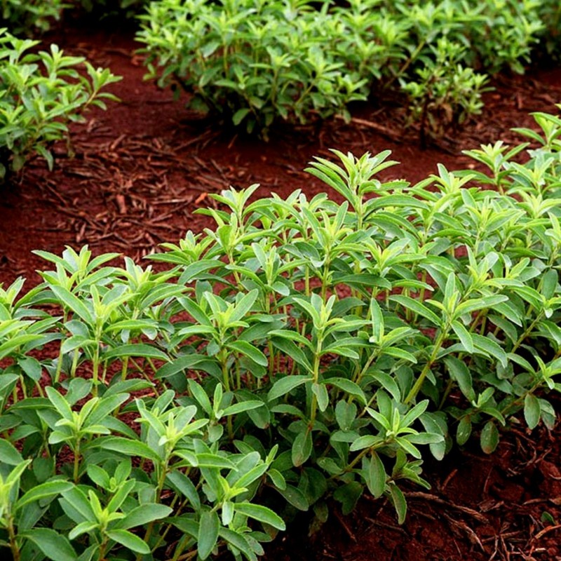 Stevia rebaudiana frön | 1,90 €