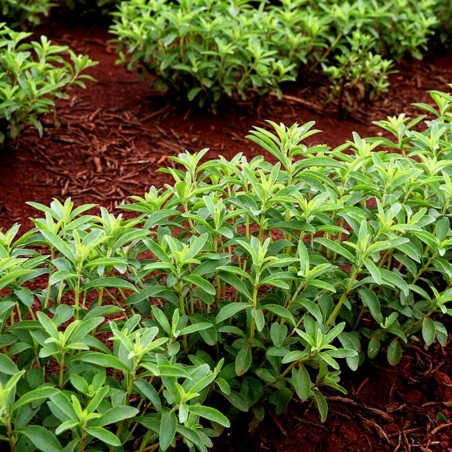Price: €1.9 - Stevia Samen Heilpflanze (Stevia rebaudiana) -