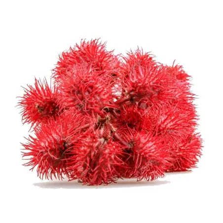 Seme ricinusa (Ricinus communis)