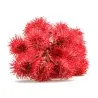 Seme ricinusa (Ricinus communis)