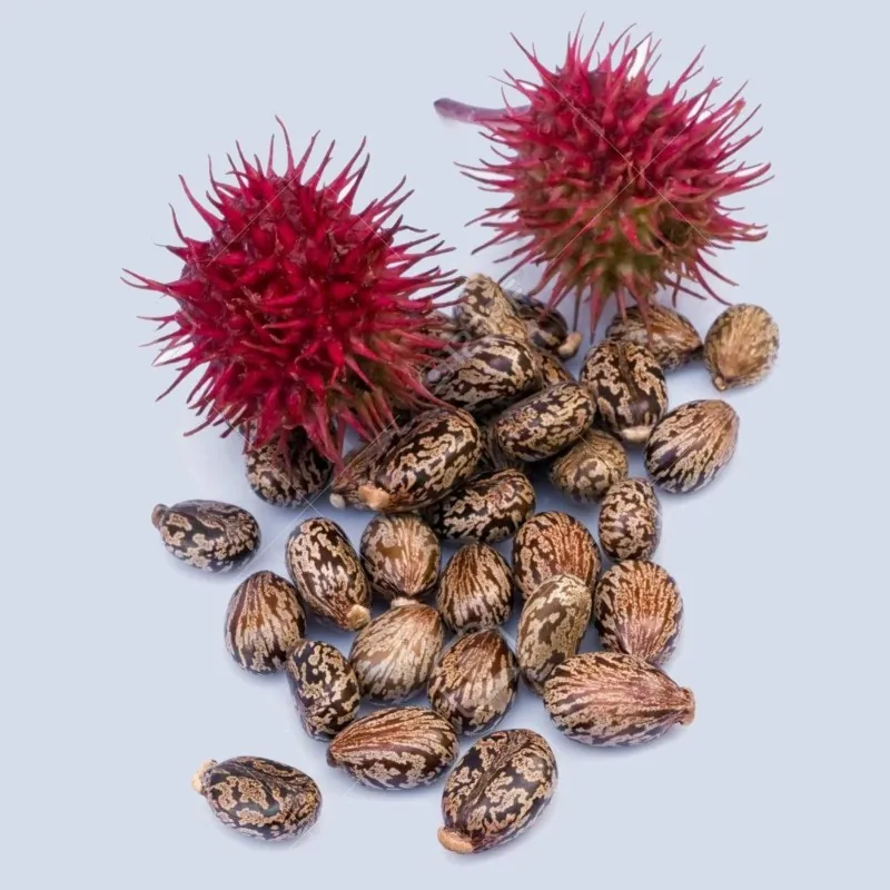 Sementes de Mamona, Mamoneira, Rícino