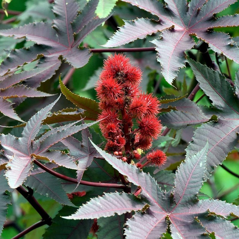 Price: €1.85 - Palma Christi - Ricinus Communis Samen - Seeds Gallery