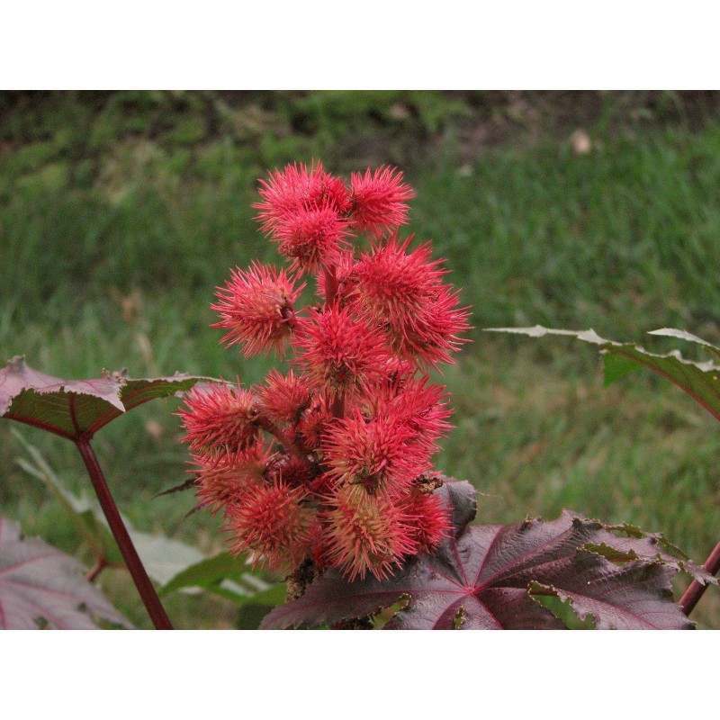 Price: €1.85 - Palma Christi - Ricinus Communis Samen - Seeds Gallery